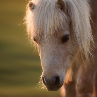 Baby-Animal_0355