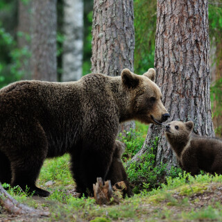 Baby-Animal_0358