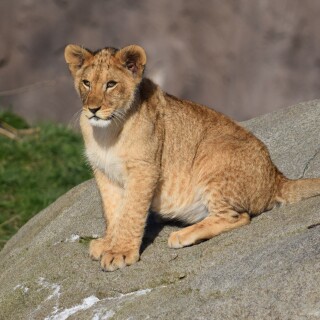 Baby-Animal_0374