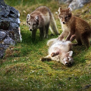 Baby-Animal_0375