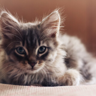 Baby-Animal_0392
