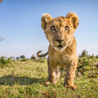 Baby-Animal_0404