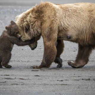 Baby-Animal_0425