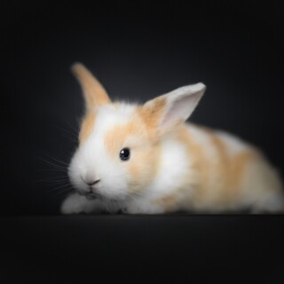 Baby-Animal_0442