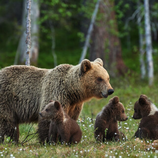 Baby-Animal_0506