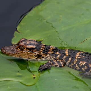 Baby-Animal_0526