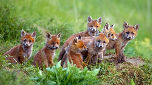 Baby-Animal_0529.jpg