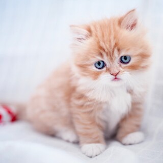 Baby-Animal_0538