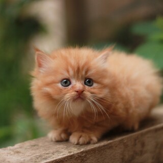 Baby-Animal_0615