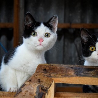 Baby-Animal_0623