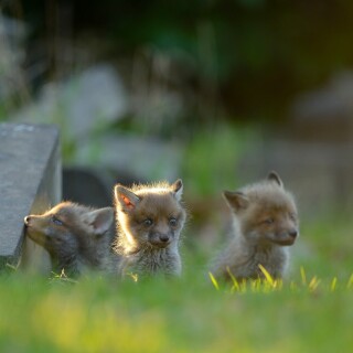 Baby-Animal_0624