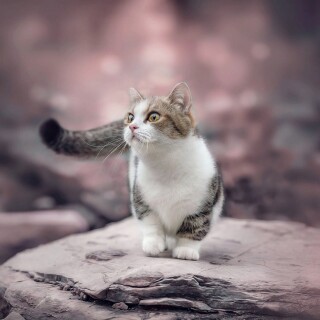 Baby-Animal_0625