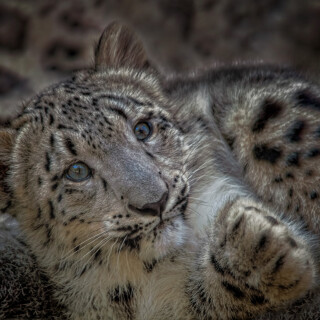 Baby-Animal_0640