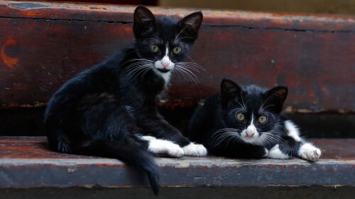 Baby-Animal_0643.jpg