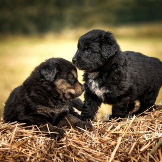 Baby-Animal_0660