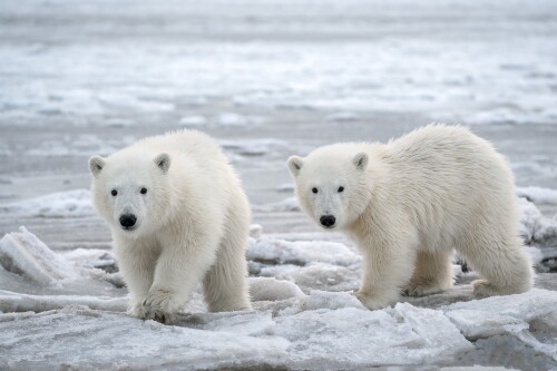 Baby-Animal_0661.jpg