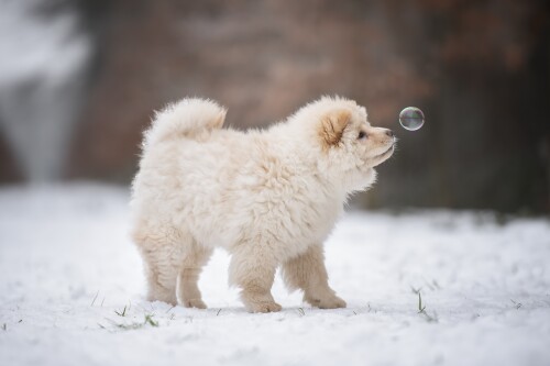 Baby-Animal_0683.jpg
