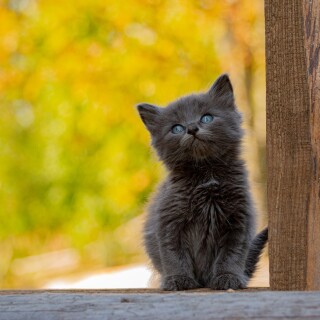 Baby-Animal_0696