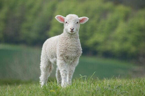 Baby-Animal_0698.jpg