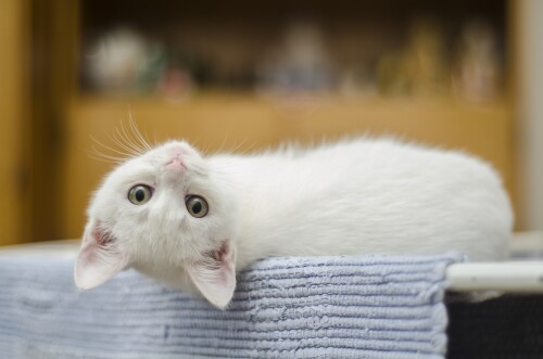 Baby-Animal_0705.jpg