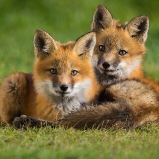 Baby-Animal_0722