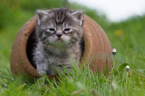 Baby-Animal_0732.jpg