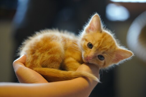 Baby-Animal_0741.jpg