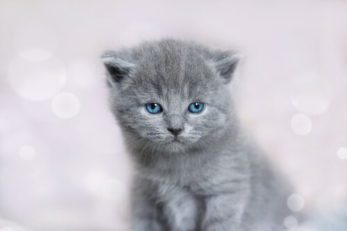 Baby-Animal_0753.jpg