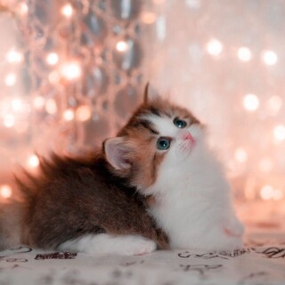 Baby-Animal_0795