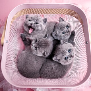Baby-Animal_0803