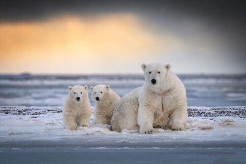 Baby-Animal_0806.jpg