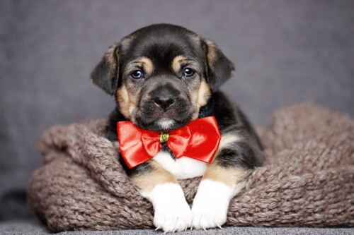 Baby-Animal_0807.jpg