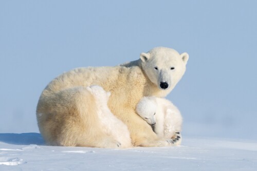 Baby-Animal_0810.jpg