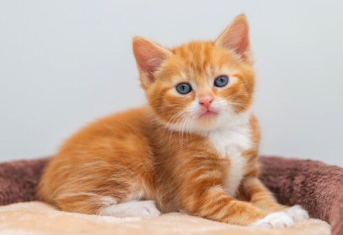Baby-Animal_0814.jpg