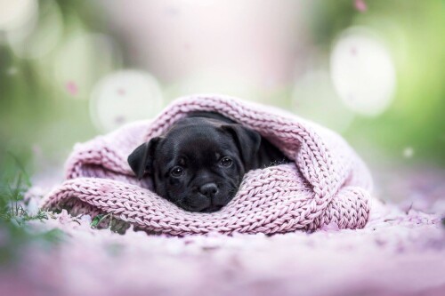 Baby-Animal_0837.jpg