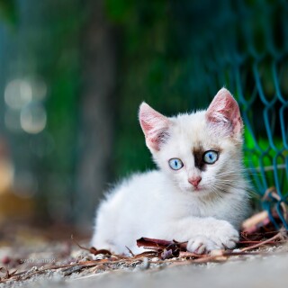 Baby-Animal_0839