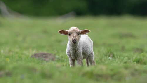 Baby-Animal_0847.jpg