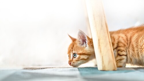 Baby-Animal_0849.jpg