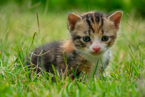 Baby-Animal_0855.jpg