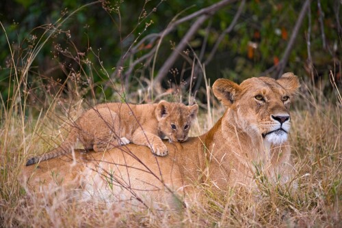 Baby-Animal_0856.jpg