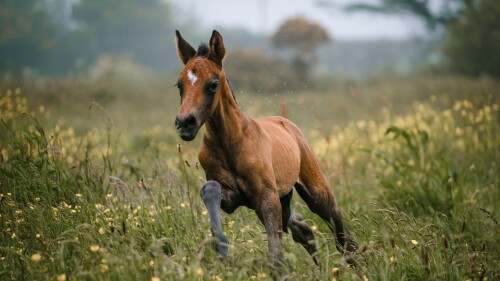 Baby-Animal_0870.jpg
