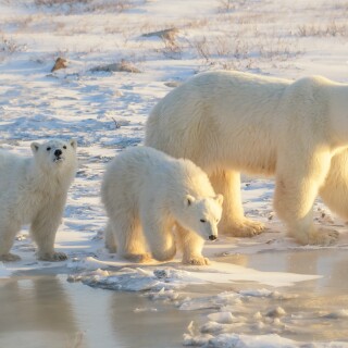 Baby-Animal_0875