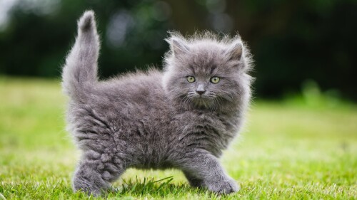 Baby-Animal_0876.jpg