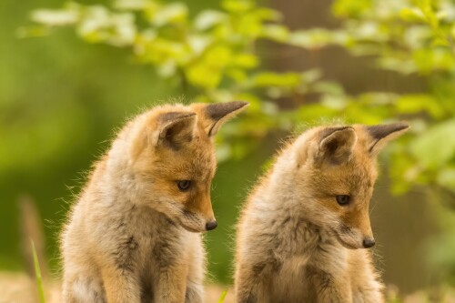 Baby-Animal_0888.jpg