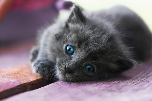 Baby-Animal_0916.jpg