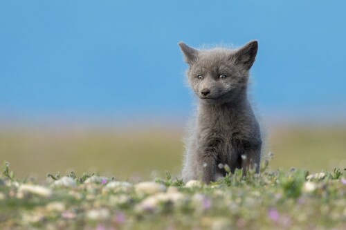 Baby-Animal_0923.jpg