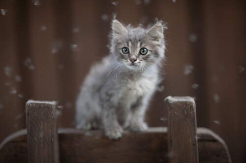 Baby-Animal_0932.jpg
