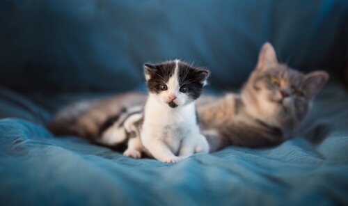 Baby-Animal_0941.jpg