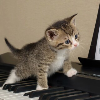 Baby-Animal_0944