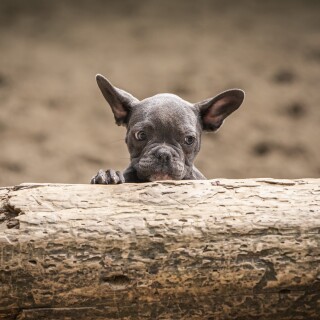 Baby-Animal_0954